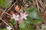 Trailing arbutus